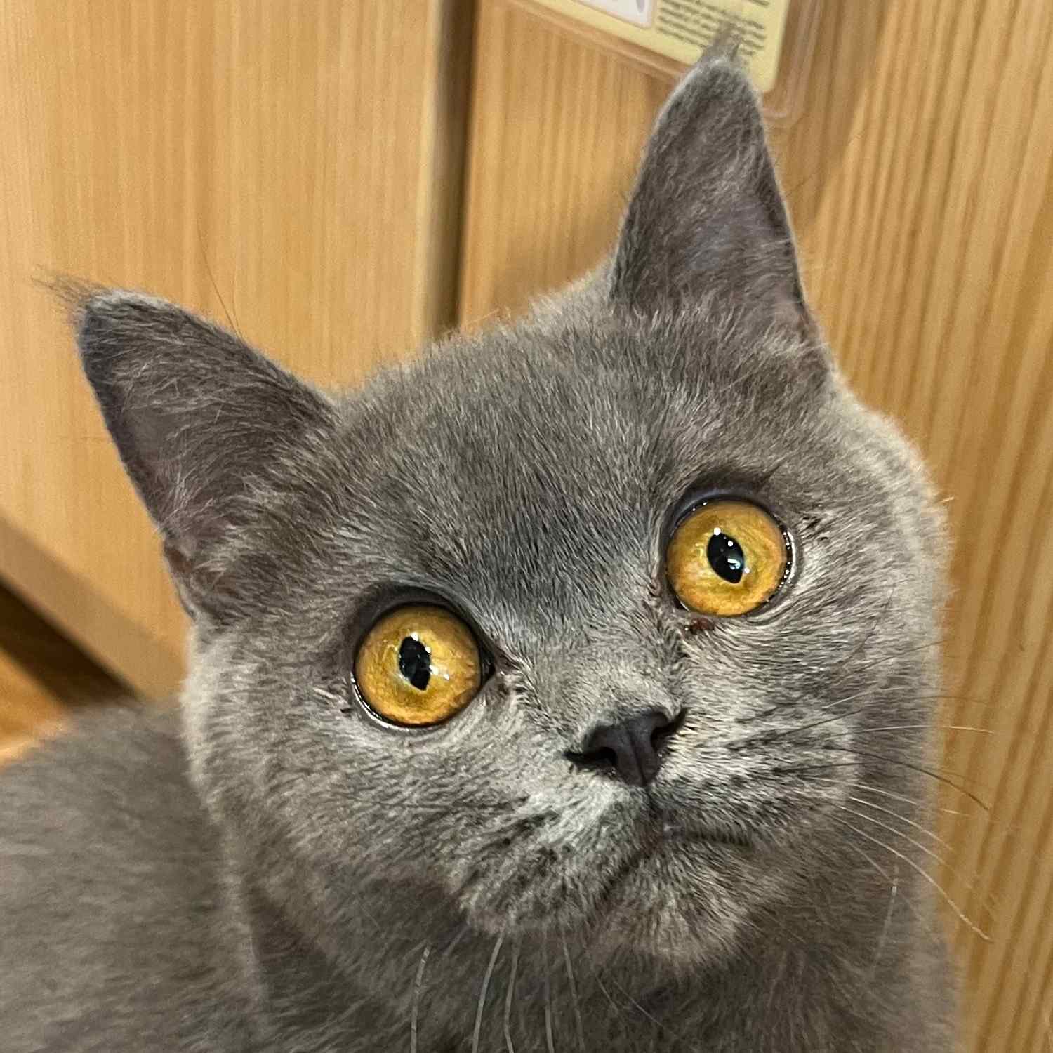 ハイド